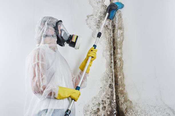 Best Mold Removal Process  in Agler Beach, FL