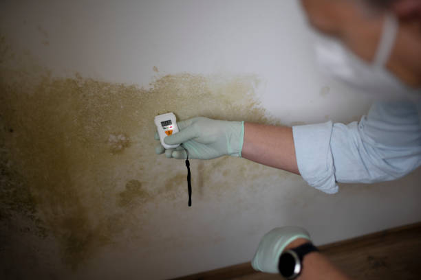 Best Toxic Mold Removal  in Agler Beach, FL