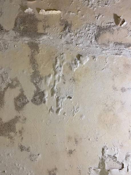 Best Mold Damage Repair  in Agler Beach, FL