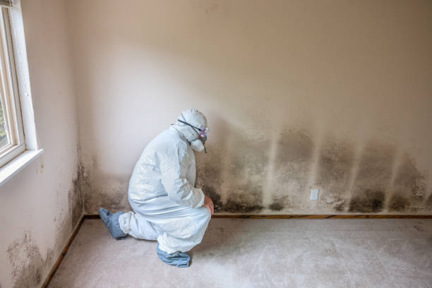 Best Professional Mold Removal  in Agler Beach, FL