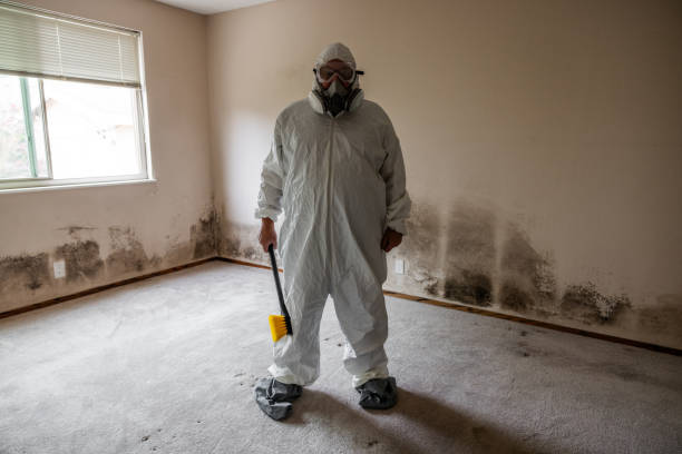 Mold Removal Process in Flagler Beach, FL